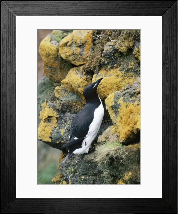 Framed Print : Brunnich's Guillemots  /  Thick-billed Murre