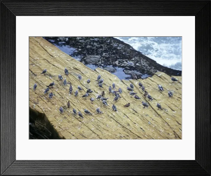 Framed Print : Heermann's Gull - Adult and juvenile gulls on shore Framed Print : Heermann's Gull - Adult and juvenile gulls on shore