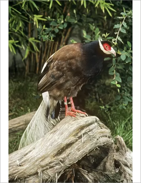 Brown-eared Pheasant  /  Manchurian-eared Pheasant