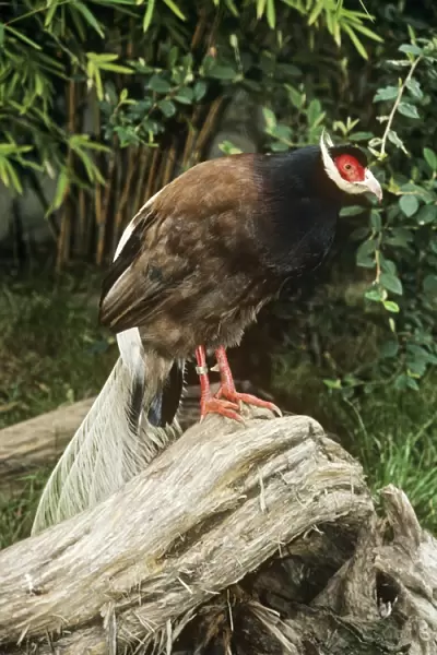 Brown-eared Pheasant  /  Manchurian-eared Pheasant