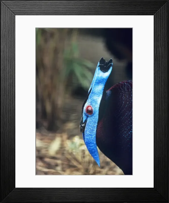 Framed Print : Bulwer's Wattled Pheasant - male Framed Print : Bulwer's Wattled Pheasant - male