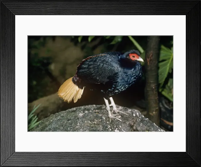 Framed Print : Malayan crestless Fireback Pheasant - male Framed Print : Malayan crestless Fireback Pheasant - male