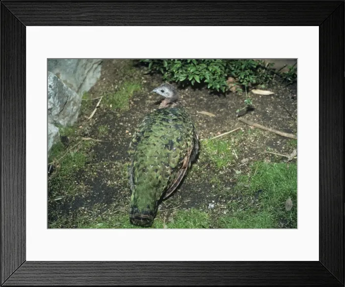 Framed Print : Congo Peafowl - female Zaire, Africa Framed Print : Congo Peafowl - female Zaire, Africa