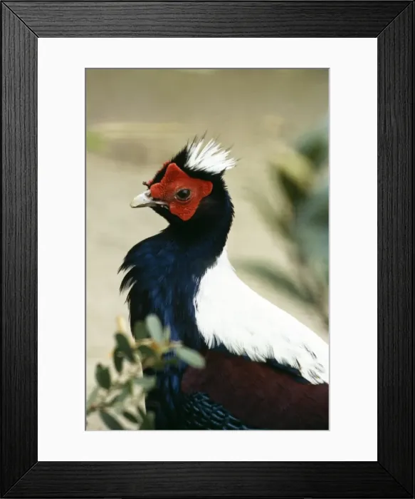 Framed Print : Swinhoes Pheasant Framed Print : Swinhoes Pheasant