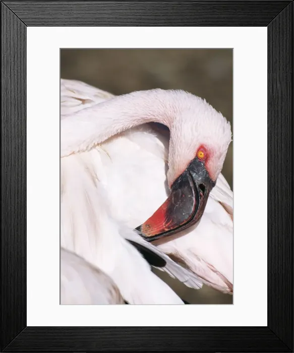 Framed Print : Lesser Flamingo Head, West South & East Africa Framed Print : Lesser Flamingo Head, West South & East Africa