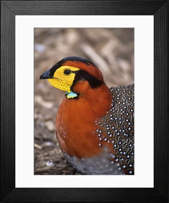 Framed Print : Blyth's Tragopan - male Framed Print : Blyth's Tragopan - male