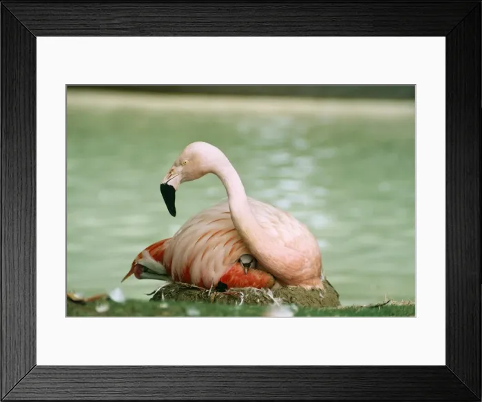 Framed Print : Chilean Flamingo & chick Framed Print : Chilean Flamingo & chick
