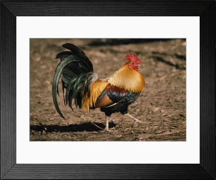 Framed Print : Red Junglefowl - male India, Nepal & Bangladesh Framed Print : Red Junglefowl - male India, Nepal & Bangladesh