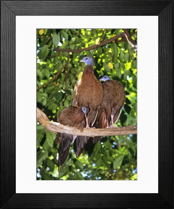Framed Print : Malaysian Great Argus Pheasant - female & young Framed Print : Malaysian Great Argus Pheasant - female & young