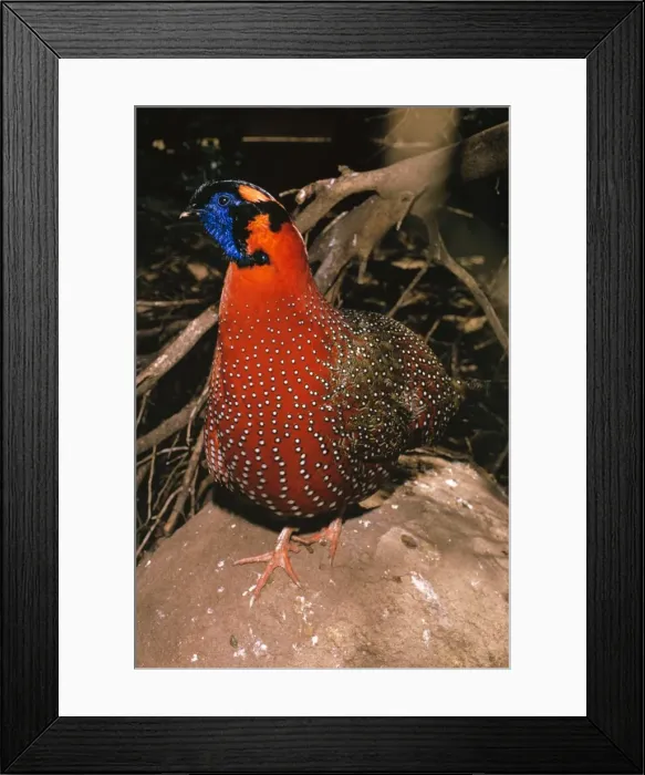 Framed Print : Satyr Tragopan - Male Framed Print : Satyr Tragopan - Male