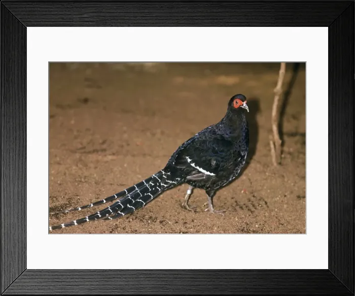 Framed Print : Mikado Pheasant Framed Print : Mikado Pheasant