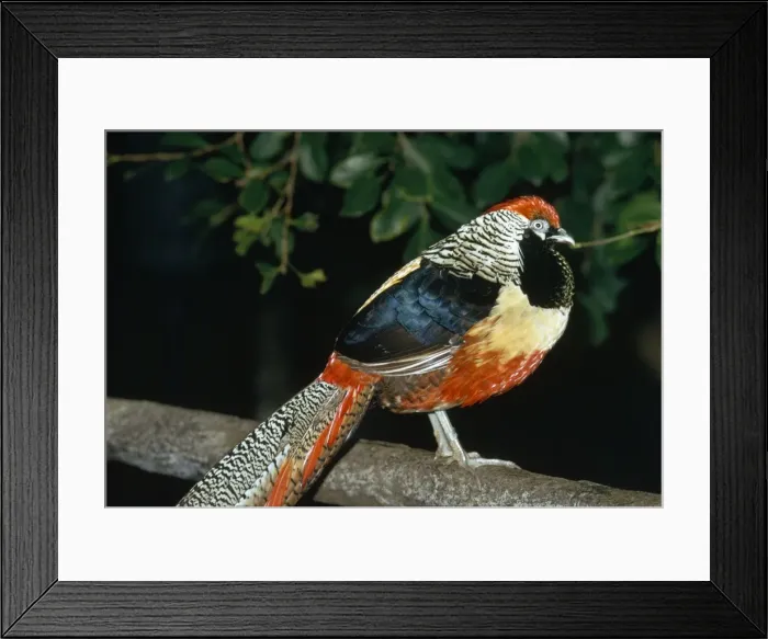 Framed Print : Golden Amherst Pheasant - Pheasant hybrid cross-bred with Golden Pheasant & Lady Amherst Pheasant Framed Print : Golden Amherst Pheasant - Pheasant hybrid cross-bred with Golden Pheasant & Lady Amherst Pheasant