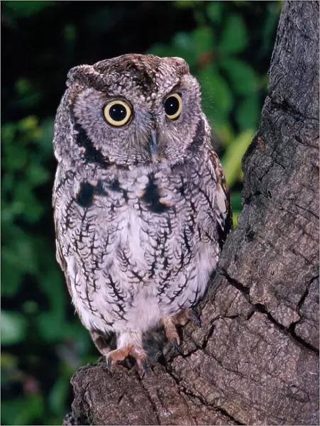 Eastern Screech Owl (Grey)
