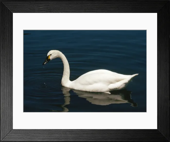 Framed Print : Whistling Swan - male Framed Print : Whistling Swan - male