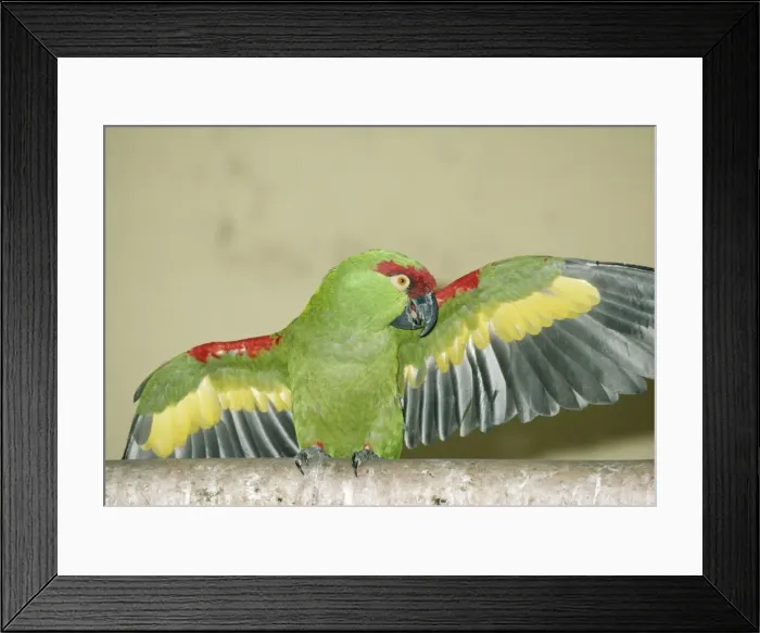 Framed Print : Thick-billed Parrot North West & Central Mexico Framed Print : Thick-billed Parrot North West & Central Mexico