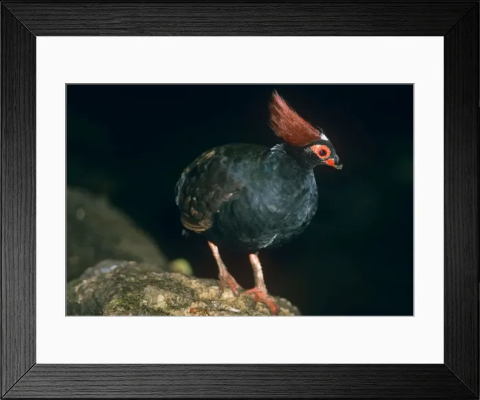 Framed Print : Crested Green Wood Partridge - male Framed Print : Crested Green Wood Partridge - male