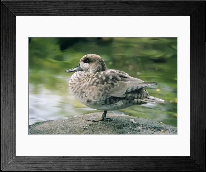Framed Print : Marbled Teal Duck Framed Print : Marbled Teal Duck