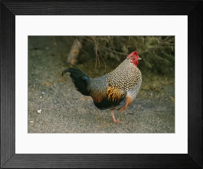 Framed Print : Grey Junglefowl Framed Print : Grey Junglefowl