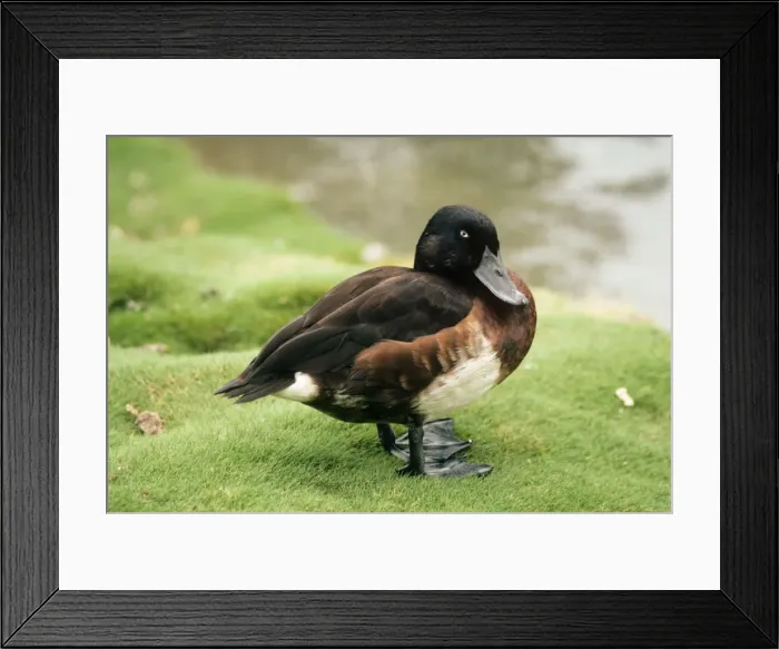 Framed Print : Baer's Pochard Duck - male Framed Print : Baer's Pochard Duck - male