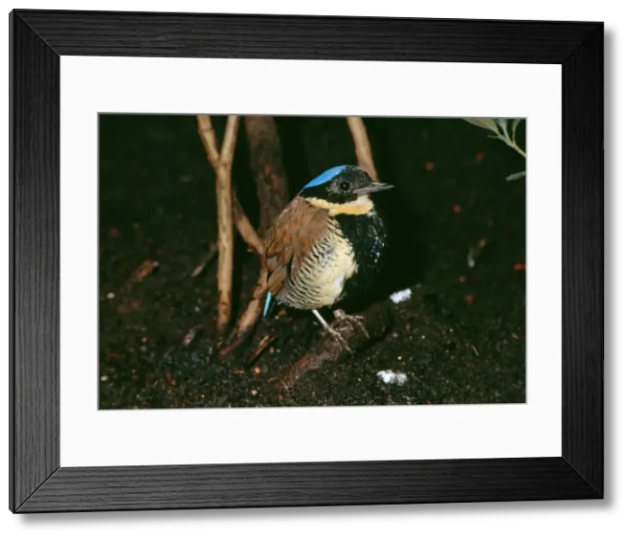 Framed Print : Gurney's Pitta