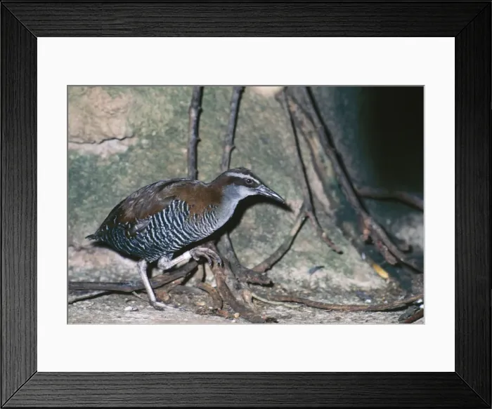 Framed Print : Guam Rail. KF-401. GUAM RAIL. Rallus owstoni Framed Print : Guam Rail. KF-401. GUAM RAIL. Rallus owstoni