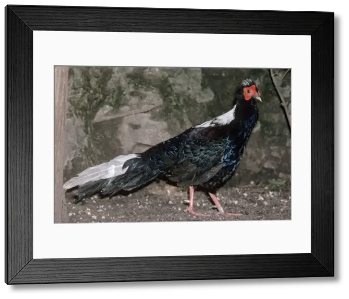 Framed Print : Swinhoe's Pheasant Framed Print : Swinhoe's Pheasant