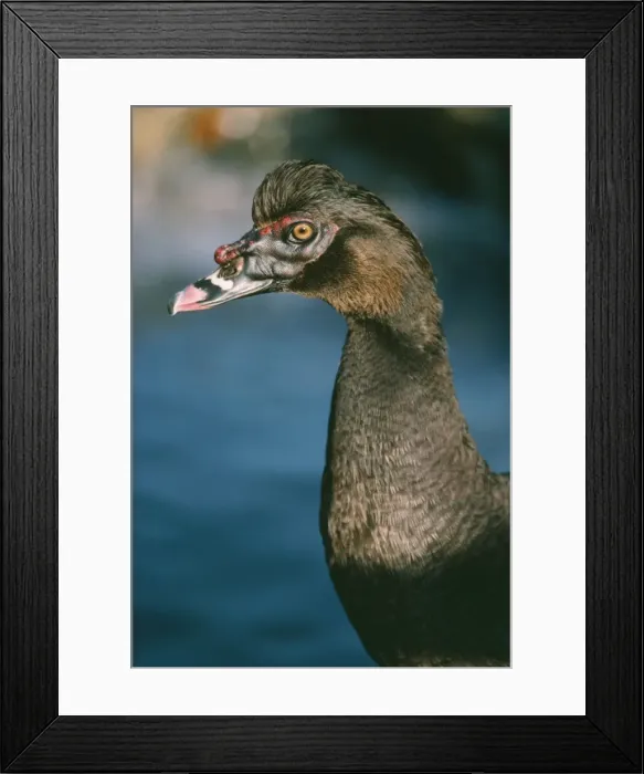 Framed Print : Muscovy Duck - male Framed Print : Muscovy Duck - male