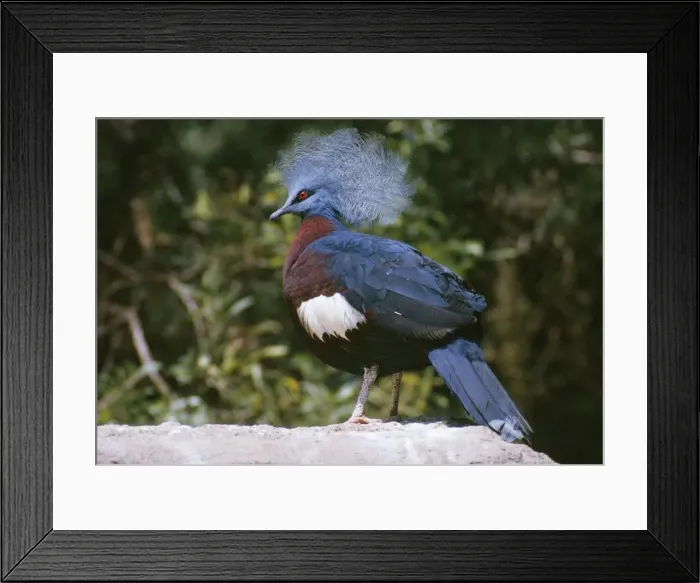 Framed Print : Sheepmakers / Southern Crowned Pigeon Papua New Guinea Framed Print : Sheepmakers / Southern Crowned Pigeon Papua New Guinea