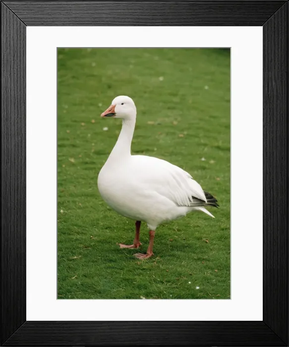 Framed Print : Greater Snow Goose Framed Print : Greater Snow Goose