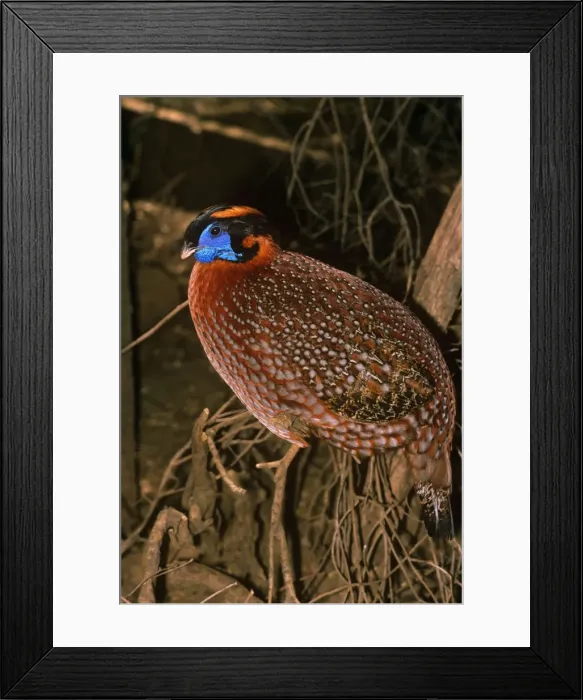 Framed Print : Temminck's Tragopan - male Framed Print : Temminck's Tragopan - male