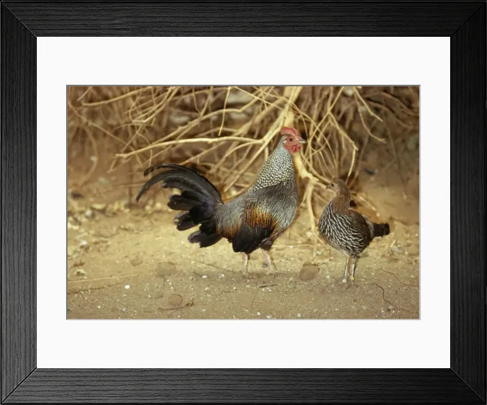 Framed Print : KF-4562. KF-4592. Grey Junglefowl - male and female Framed Print : KF-4562. KF-4592. Grey Junglefowl - male and female