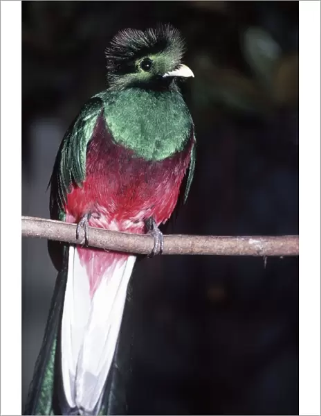 Resplendent Quetzal Distribution: Costa Rica & Panama, Central America