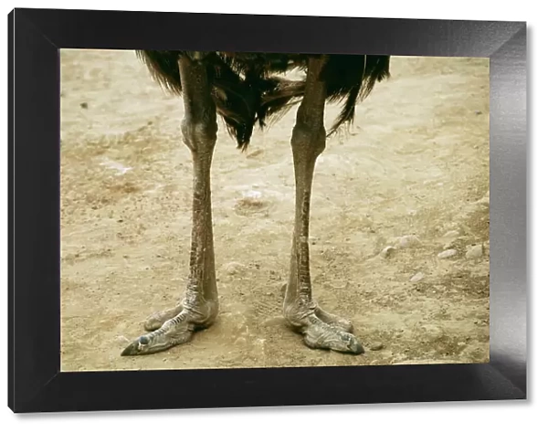 Ostrich Legs & feet