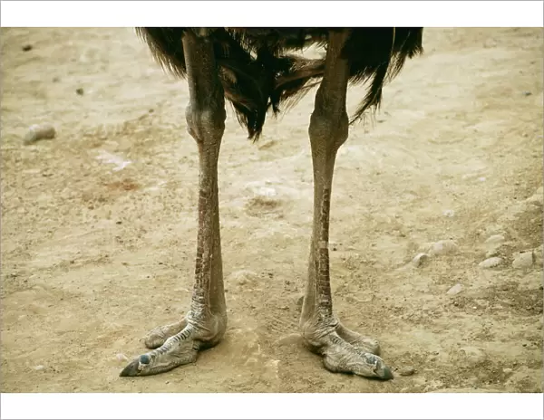 Ostrich Legs & feet