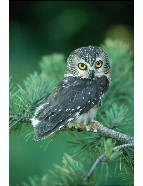 Saw-whet Owl KF 496 Canada to South Mexico Aegolius acadicus Kenneth W. Fink  /  ardea. com
