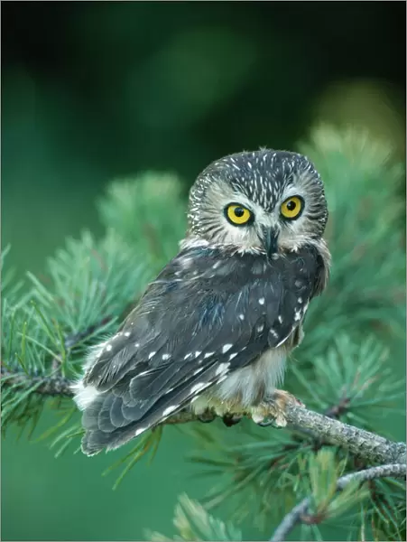 Saw-whet Owl KF 496 Canada to South Mexico Aegolius acadicus Kenneth W. Fink  /  ardea. com
