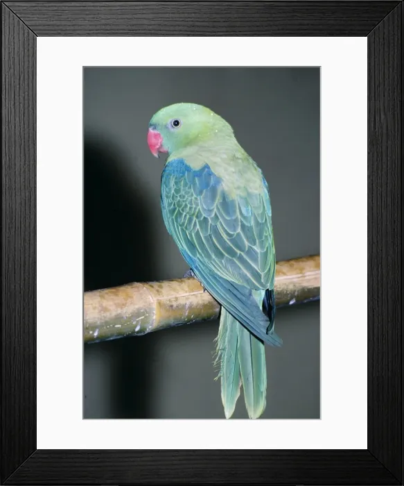 Framed Print : Red-billed Parrot Framed Print : Red-billed Parrot