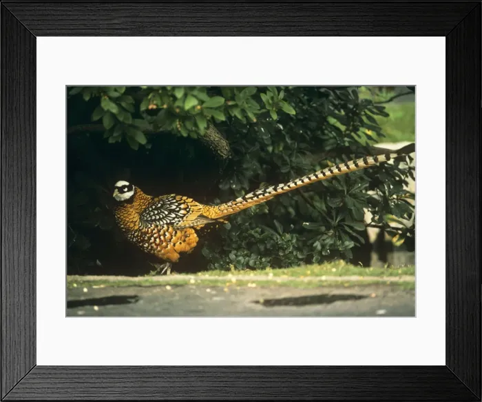 Framed Print : Reeve's Pheasant - male Framed Print : Reeve's Pheasant - male