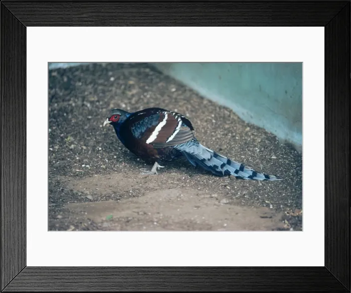 Framed Print : Hume's bar-tailed pheasant - male Framed Print : Hume's bar-tailed pheasant - male