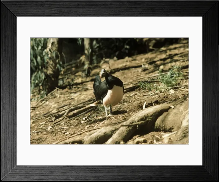 Framed Print : Maleo / Maleo Megapode / Gray's Brush-turkey Framed Print : Maleo / Maleo Megapode / Gray's Brush-turkey