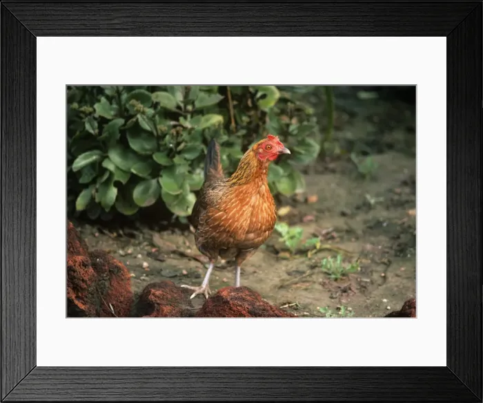 Framed Print : Red Junglefowl - female Framed Print : Red Junglefowl - female