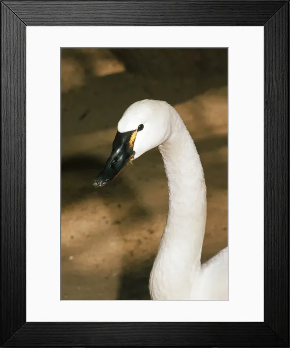 Framed Print : Whistling Swan Framed Print : Whistling Swan