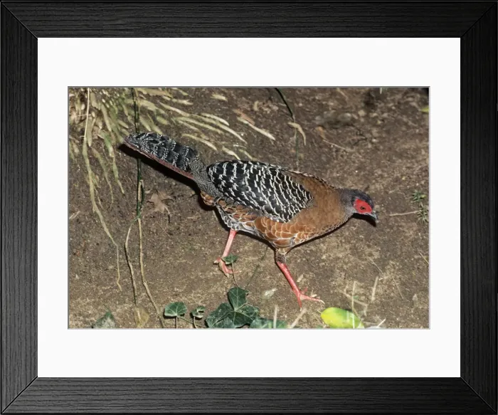 Framed Print : Siamese / Diard's Fireback Pheasant - female Framed Print : Siamese / Diard's Fireback Pheasant - female
