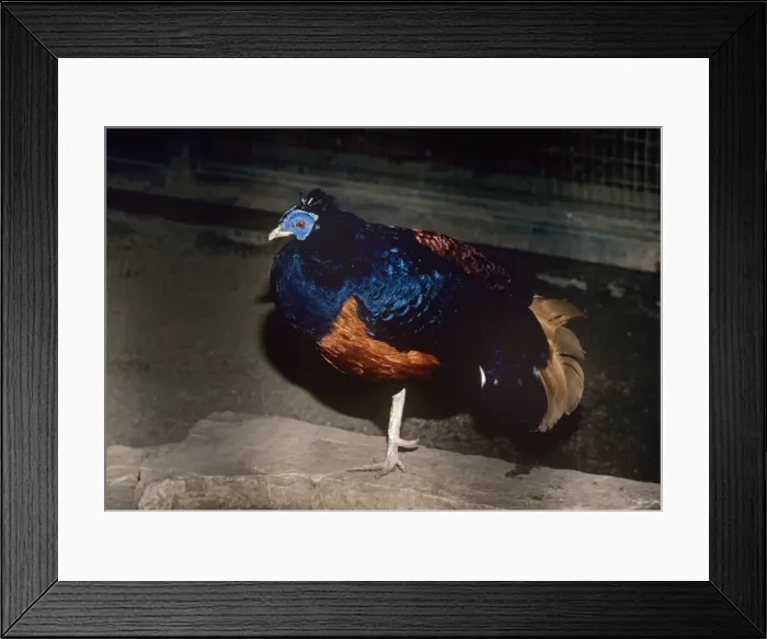 Framed Print : Lesser Bornean Crested Fireback Pheasant - male Framed Print : Lesser Bornean Crested Fireback Pheasant - male
