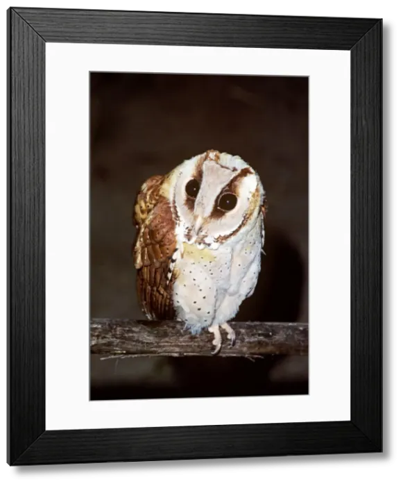 Framed Print : Oriental Bay Owl Framed Print : Oriental Bay Owl