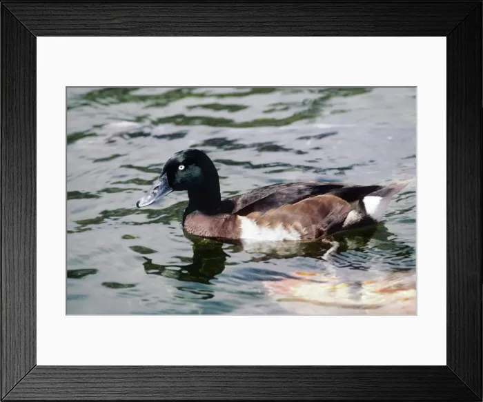 Framed Print : Baer's pochard - male swimming Framed Print : Baer's pochard - male swimming
