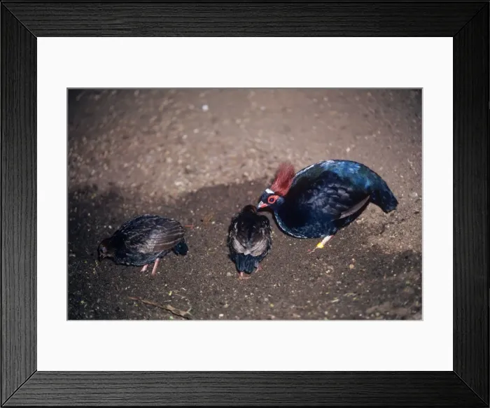 Framed Print : Crested Green Wood Partridge - male with chicks Framed Print : Crested Green Wood Partridge - male with chicks