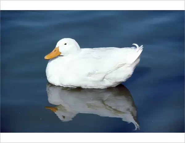 Aylesbury Duck - domestic