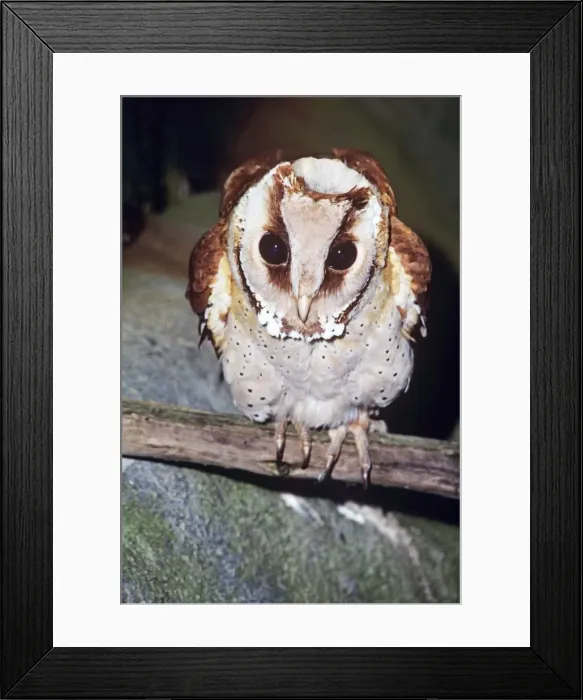 Framed Print : Oriental Bay Owl