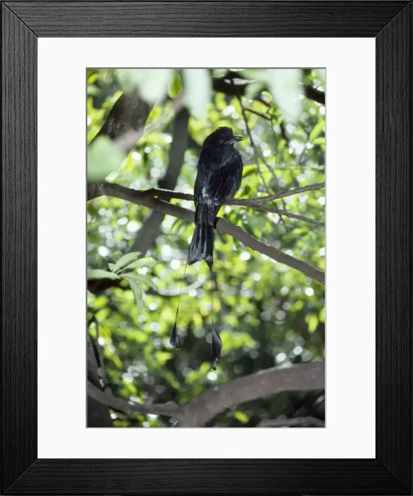 Framed Print : Greater Racket-tailed Drongo Framed Print : Greater Racket-tailed Drongo